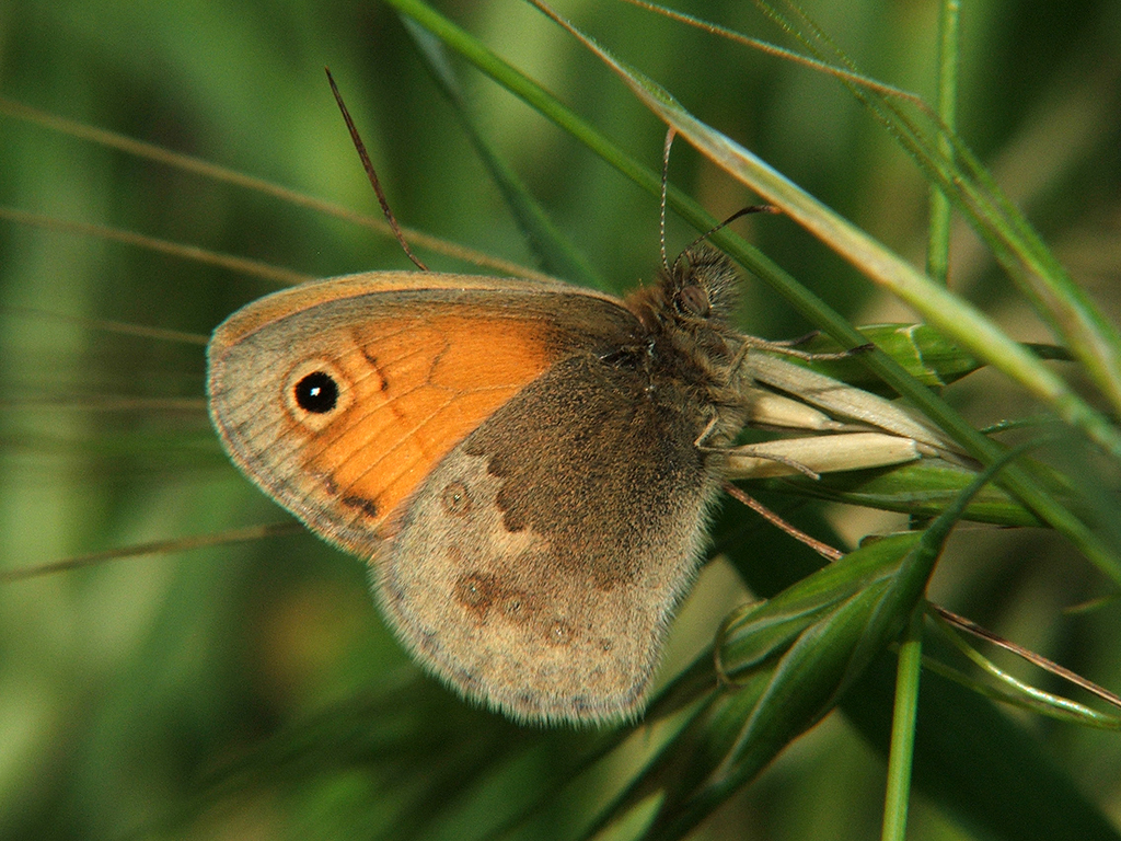 Coenonympha pamphilus